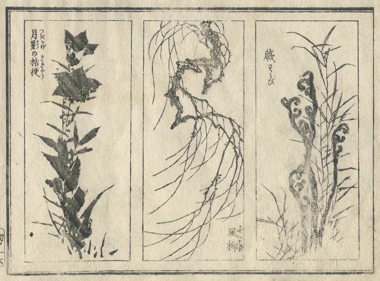 "The Chinese bellflower of moon shadow", "The willow which is blown by wind", and "Bracken" are drawn.