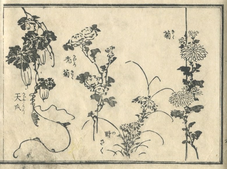 The usual chrysanthemum, a wild chrysanthemum, kaburogiku, and Trichosanthes japonica Regel are drawn