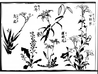 The picture is drown "Astragalus sinicus" and "Patrinia scabiosifolia" and "Lilium maculatum" and "烏扇" are drown.Probably "Iris domestica" is "Astragalus sinicus"