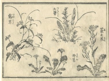 花鳥圓式14(kachouenshiki 14)