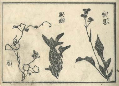 花鳥圓式17(kachouenshiki 17)