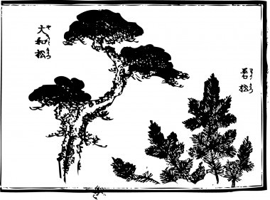 The "大和松" and A young pine are drawn