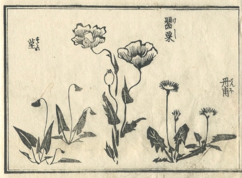 A "poppy", "Viola mandshurica", and "Dandelion" are drawn)