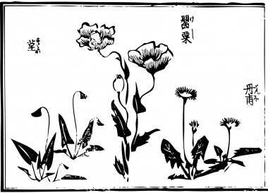 A "poppy", "Viola mandshurica", and "Dandelion" are drawn)