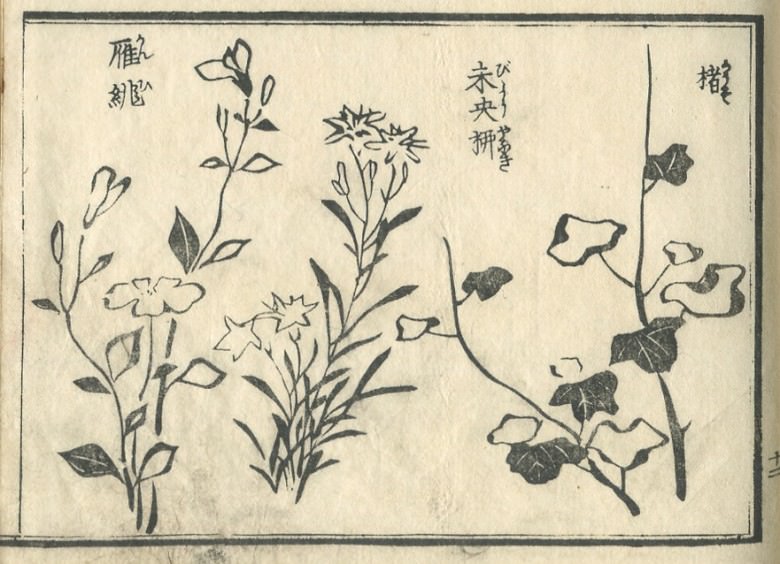 "paper mulberry", "Lychnis coronata", and the "Hypericum chinense" are drawn.