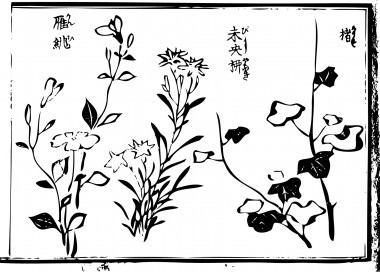"paper mulberry", "Lychnis coronata", and the "Hypericum chinense" are drawn.