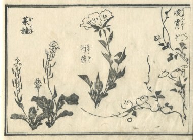 花鳥圓式24(kachouenshiki 24)