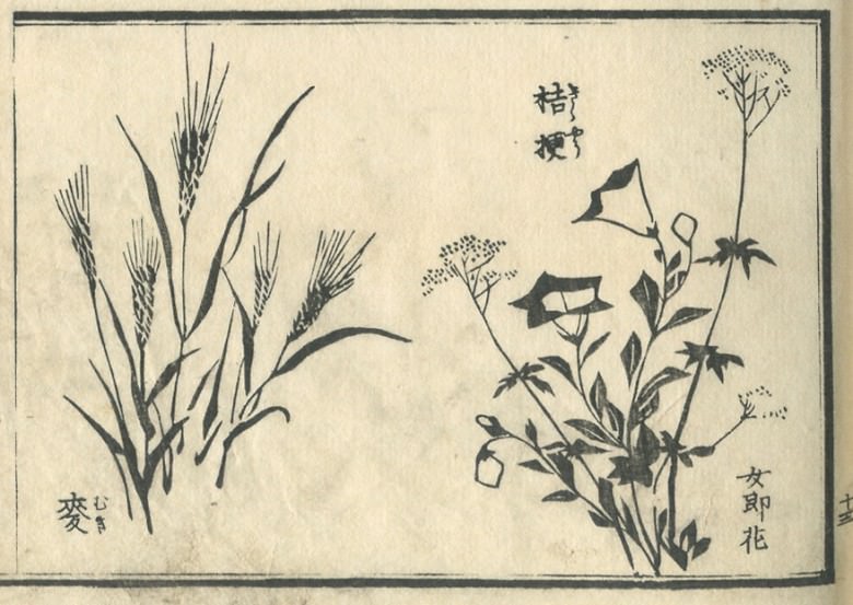 A "Chinese bellflower", "Patrinia scabiosaefolia", and "wheat" are drawn.