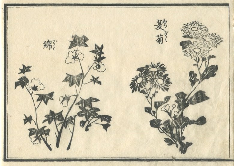 "Summer chrysanthemum" and "cotton" are drawn.
