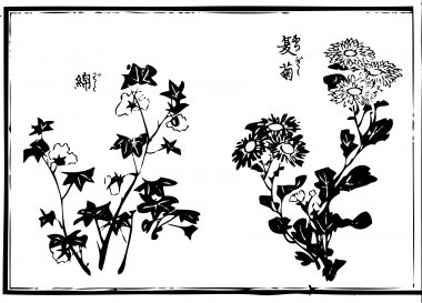 "Summer chrysanthemum" and "cotton" are drawn.