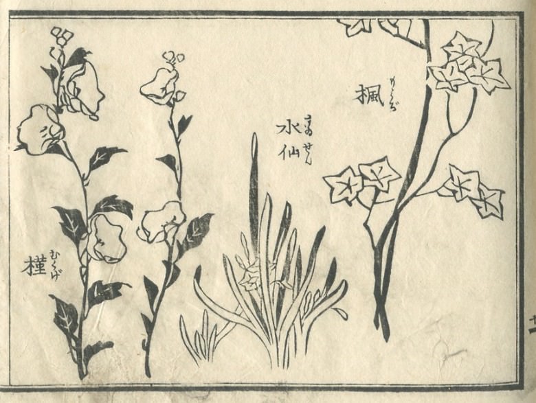 "narcissus", a "narcissus", and "rose of Sharon" are drawn.