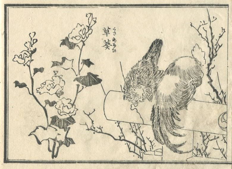 Probably with “Hydrocharis dubia” or “floating heart”, the chicken is drawn