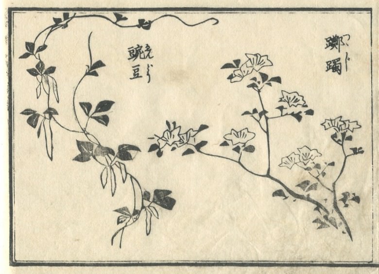 An “azalea” and “garden peas” are drawn.