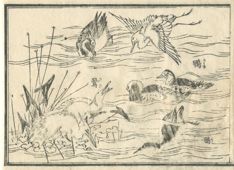 The “duck”, the “snowy heron”, and the “cormorant” are drawn.