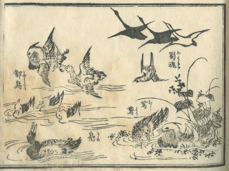 "oyster catcher", "little cockoo", "duck", and a "mandarin duck" are drawn.