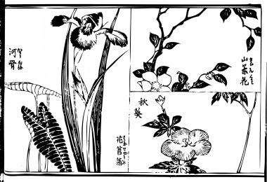 A "Japanese iris", "okra", and "water lily" are drawn)