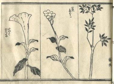 花鳥圓式43(kachouenshiki 43)