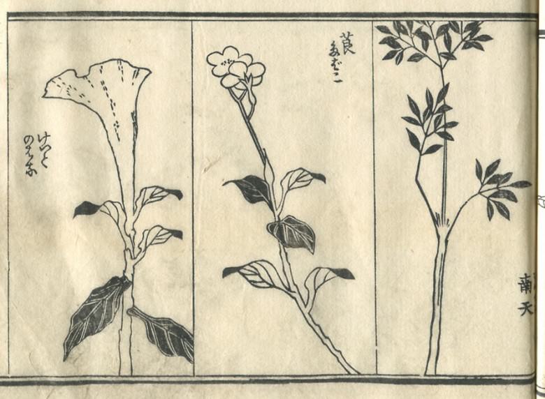 "Celosia argentea", "tobacco", and the Berberidaceae" are drawn)