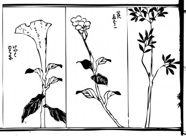 "Celosia argentea", "tobacco", and the Berberidaceae" are drawn)