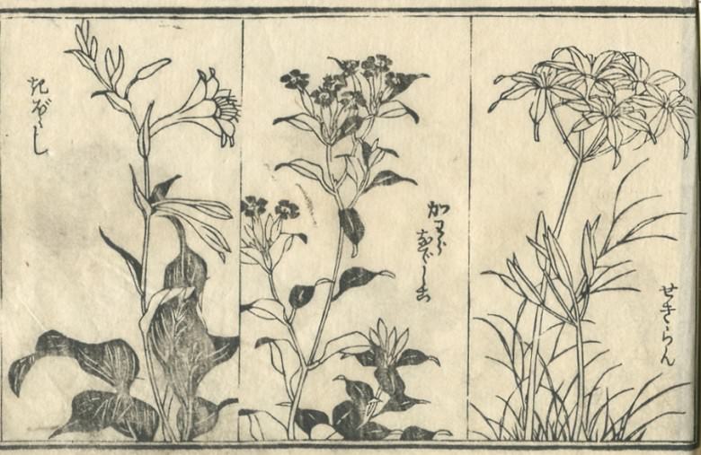 "Orchis graminifolia" is drawn.