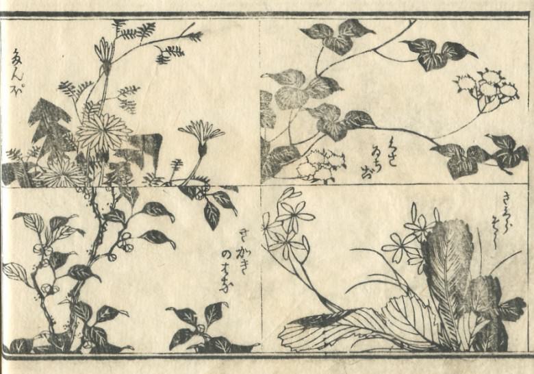 "dandelion”" and "Rubus hirsutus" and "primrose" is drawn.