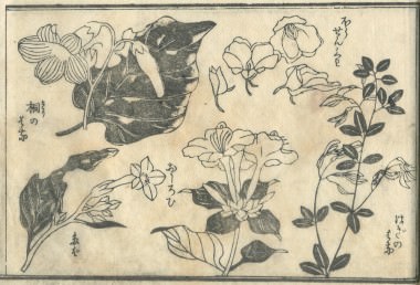 花鳥圓式47(kachouenshiki 47)