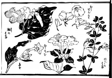 "Flower of Foxglove tree"and "Mirabilis jalapa",  "Rose balsamt", and "flower of a bushclover " are drawn.