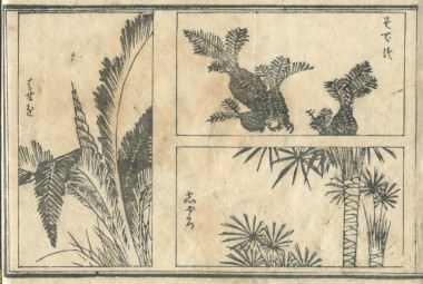 花鳥圓式50(kachouenshiki 50)