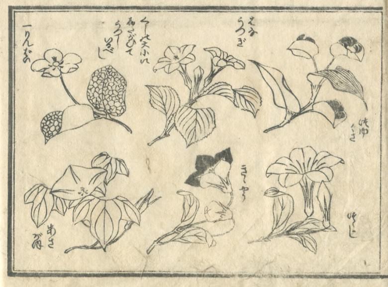 An "apple", "deutzia", "the day flower", "the morning glory ", the "Chinese bellflower", and the "azalea" are drawn