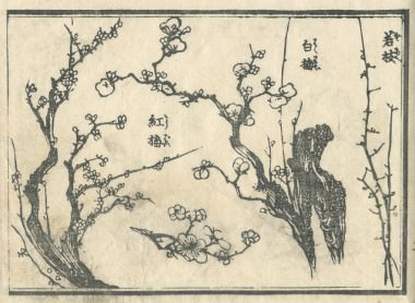 花鳥圓式5 (kachouenshiki 5)