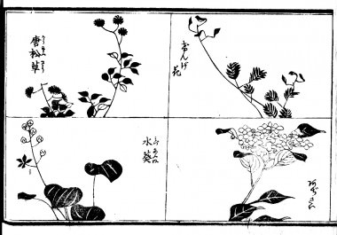 "Larch grass", "biennial grass", "Mizu-aoi", and a "hydrangea" are drawn.